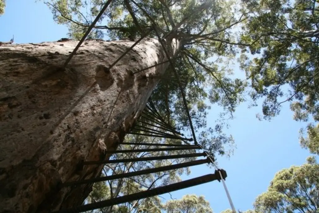 Enjoy a Bird’s Eye View of the Forest from the Pemberton Climbing Trees