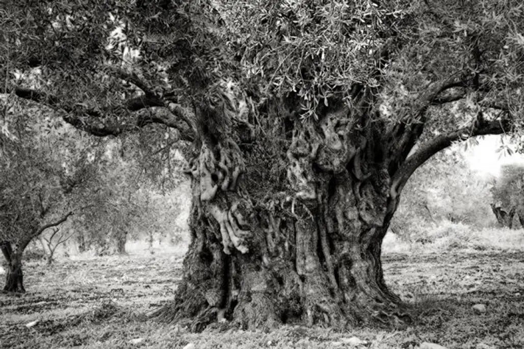 Zalmon Olive Tree
