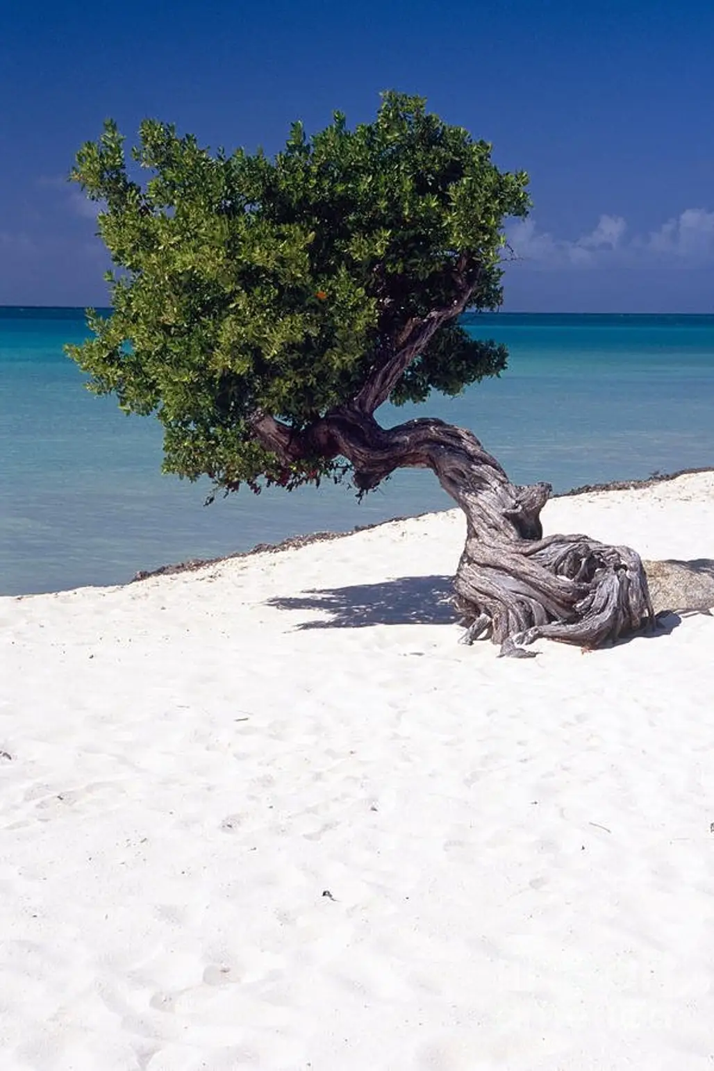 tree,shore,beach,sea,body of water,