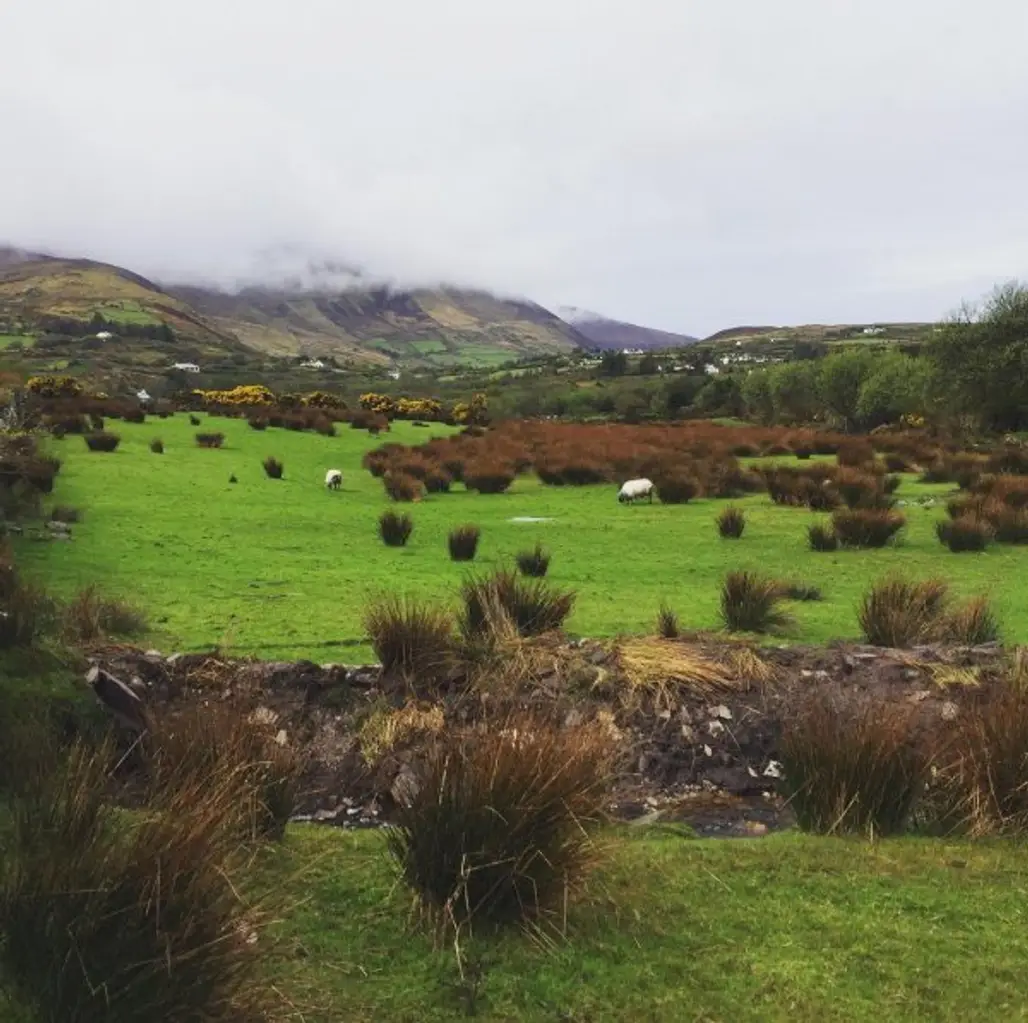 highland, pasture, grassland, ecosystem, nature reserve,