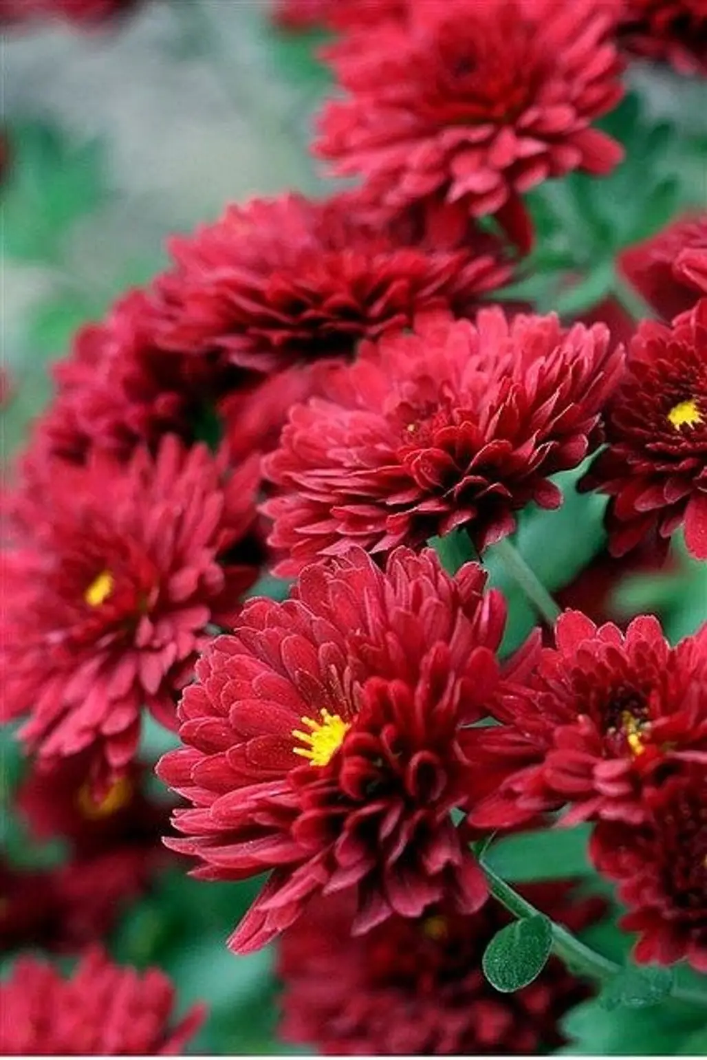 Mums Are the Perfect Fall Flower