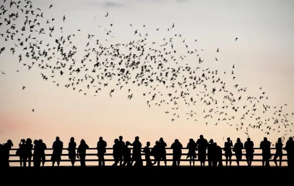 Watch the Flight of the Congress Avenue Bats