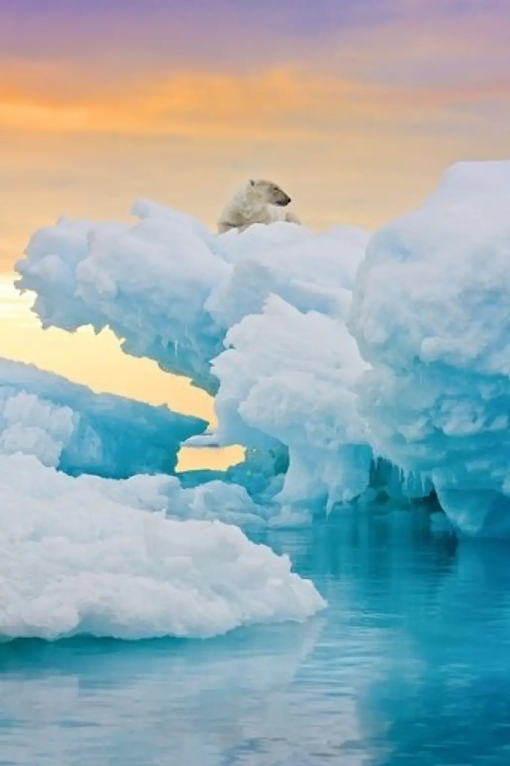 Icebergs & Polar Bear