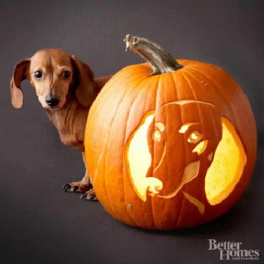 Adorable Dog Breed Pumpkin Carving Ideas...
