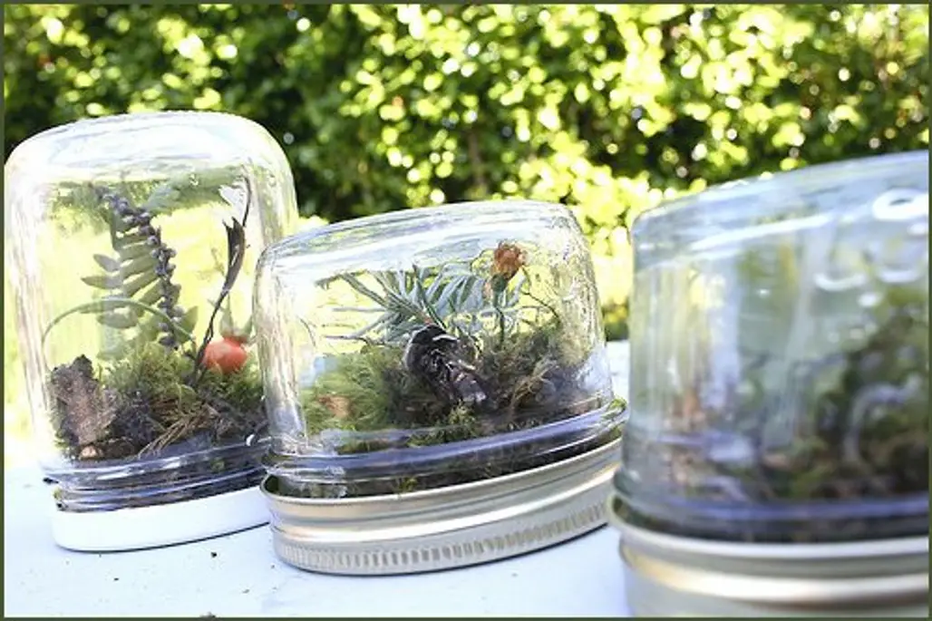Baby Jar Terrarium