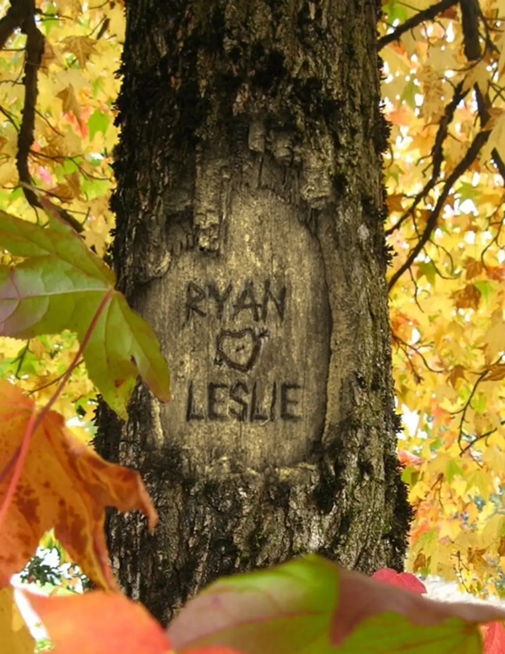 Carve Your Initials into a Tree