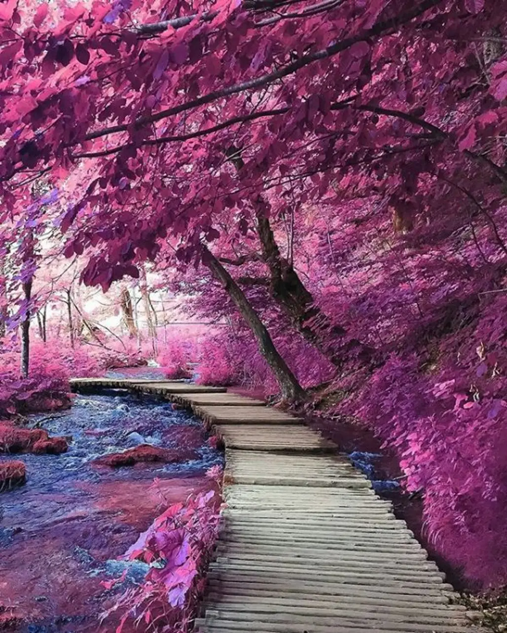 color, purple, pink, flower, lilac,