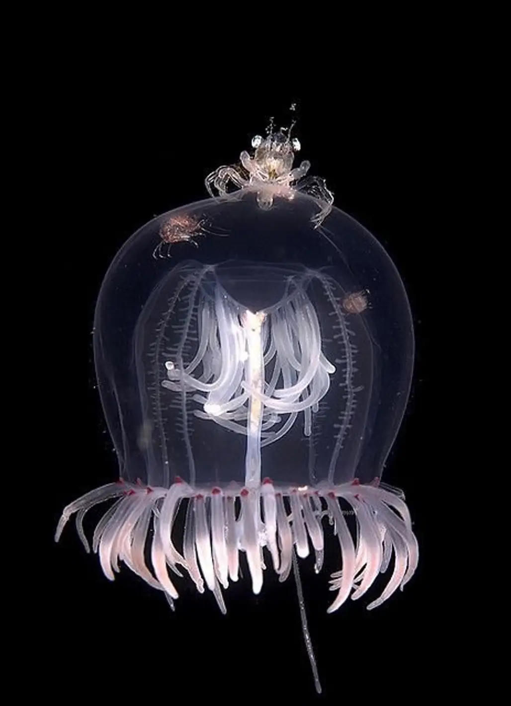 Small Crab on Red Eyed Medusa Jellyfish