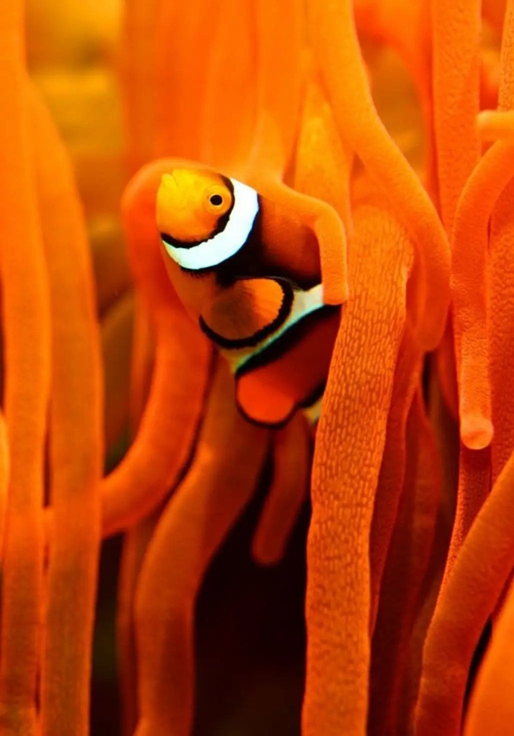 Clown Fish and Orange Coral