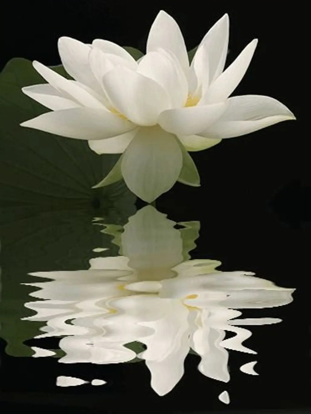 flower,white,plant,flora,lily,