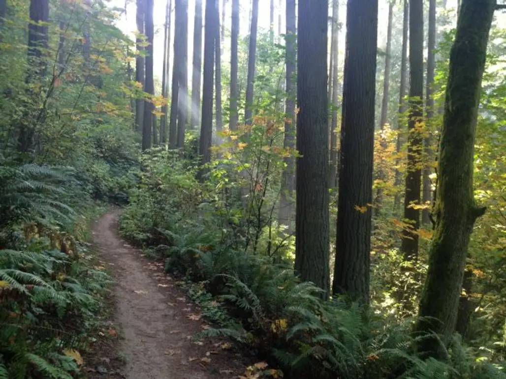 Wildwood Trail, Portland, Oregon