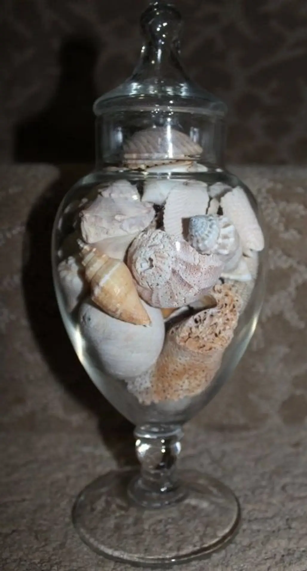 Seashell Display