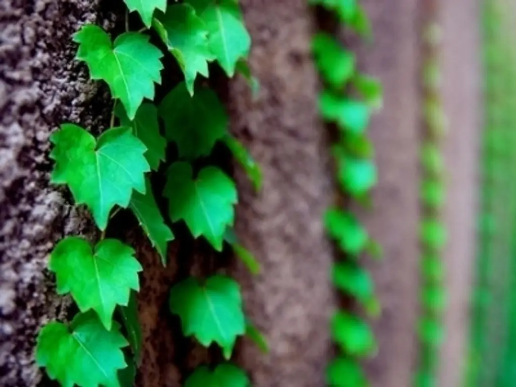 5 Tips on Growing Any Vine