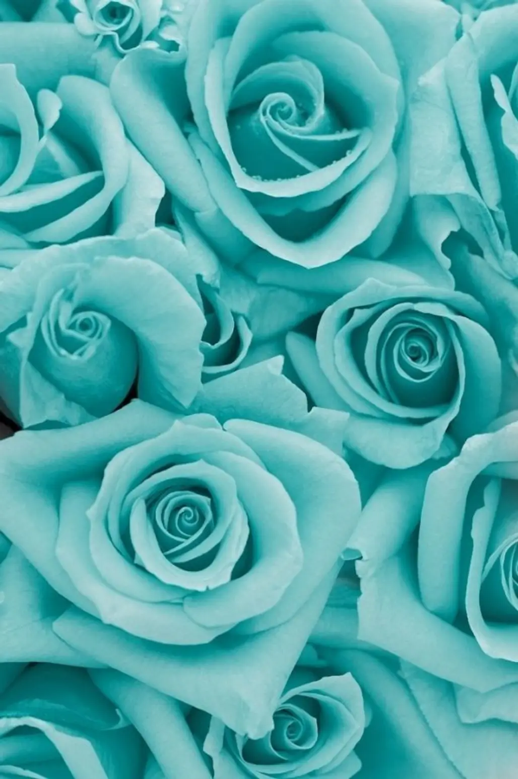 Tiffany Blue Roses