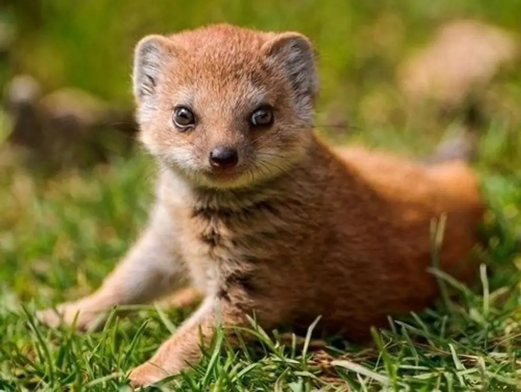The Mongoose