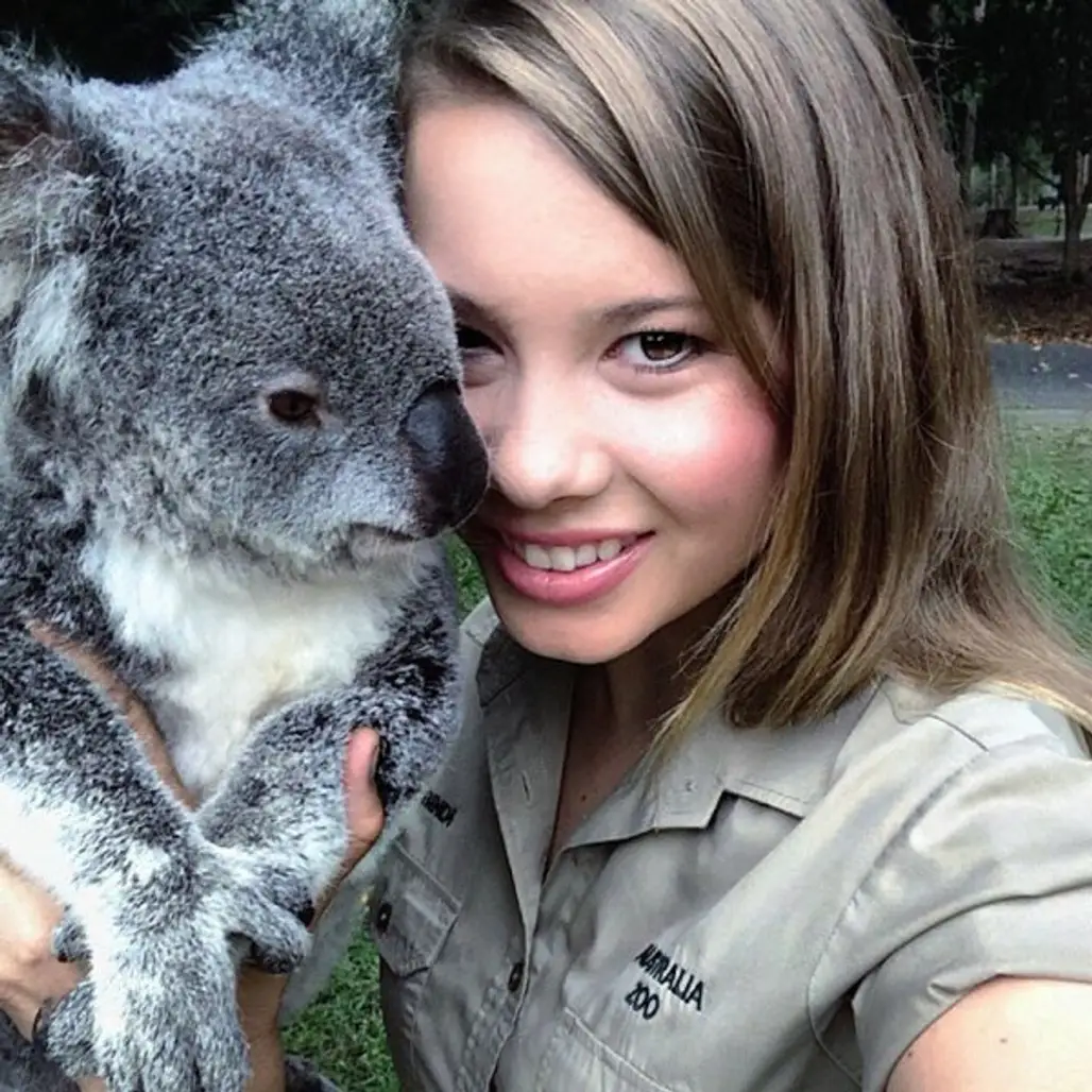 koala, mammal, vertebrate, nose, marsupial,