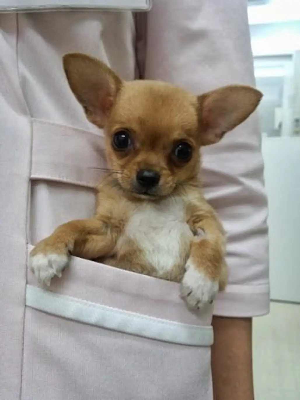 Pocket Chihuahua