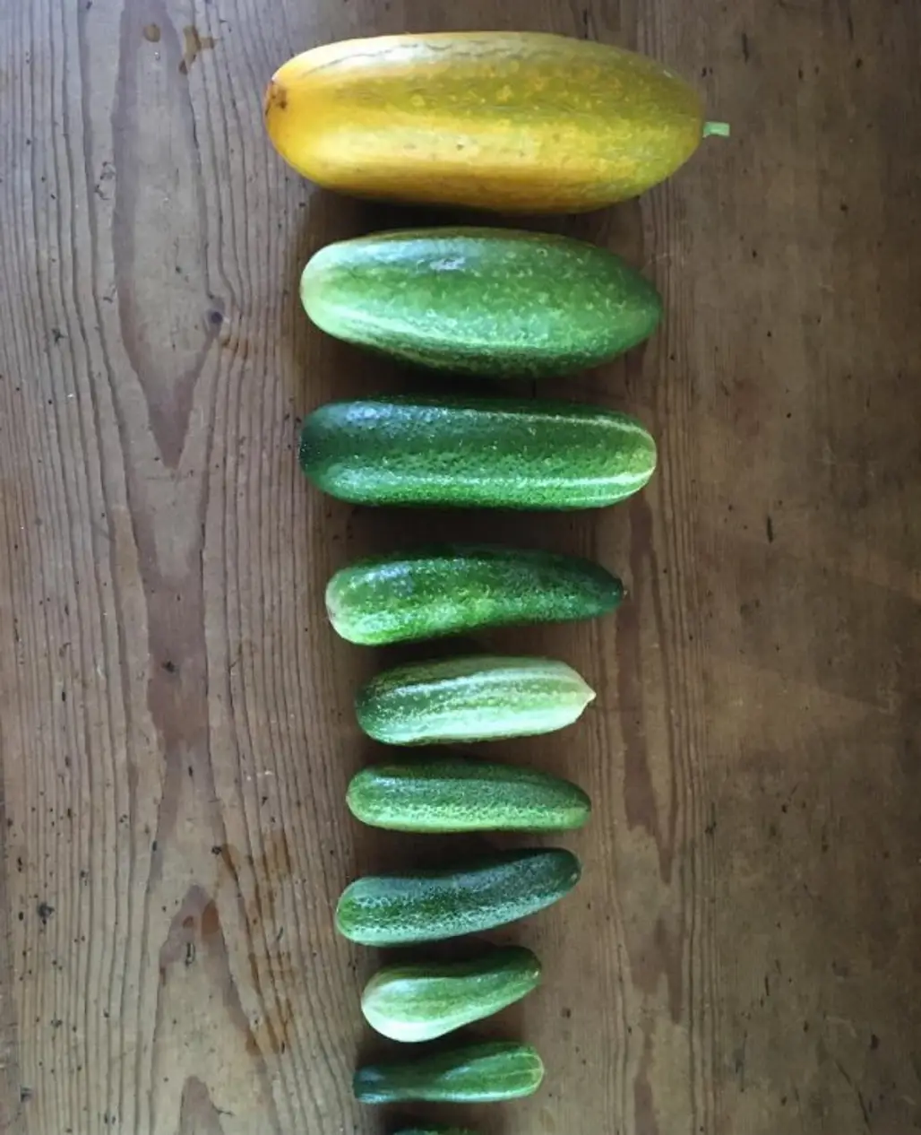 cucumber, cucumber gourd and melon family, produce, vegetable, cucumis,