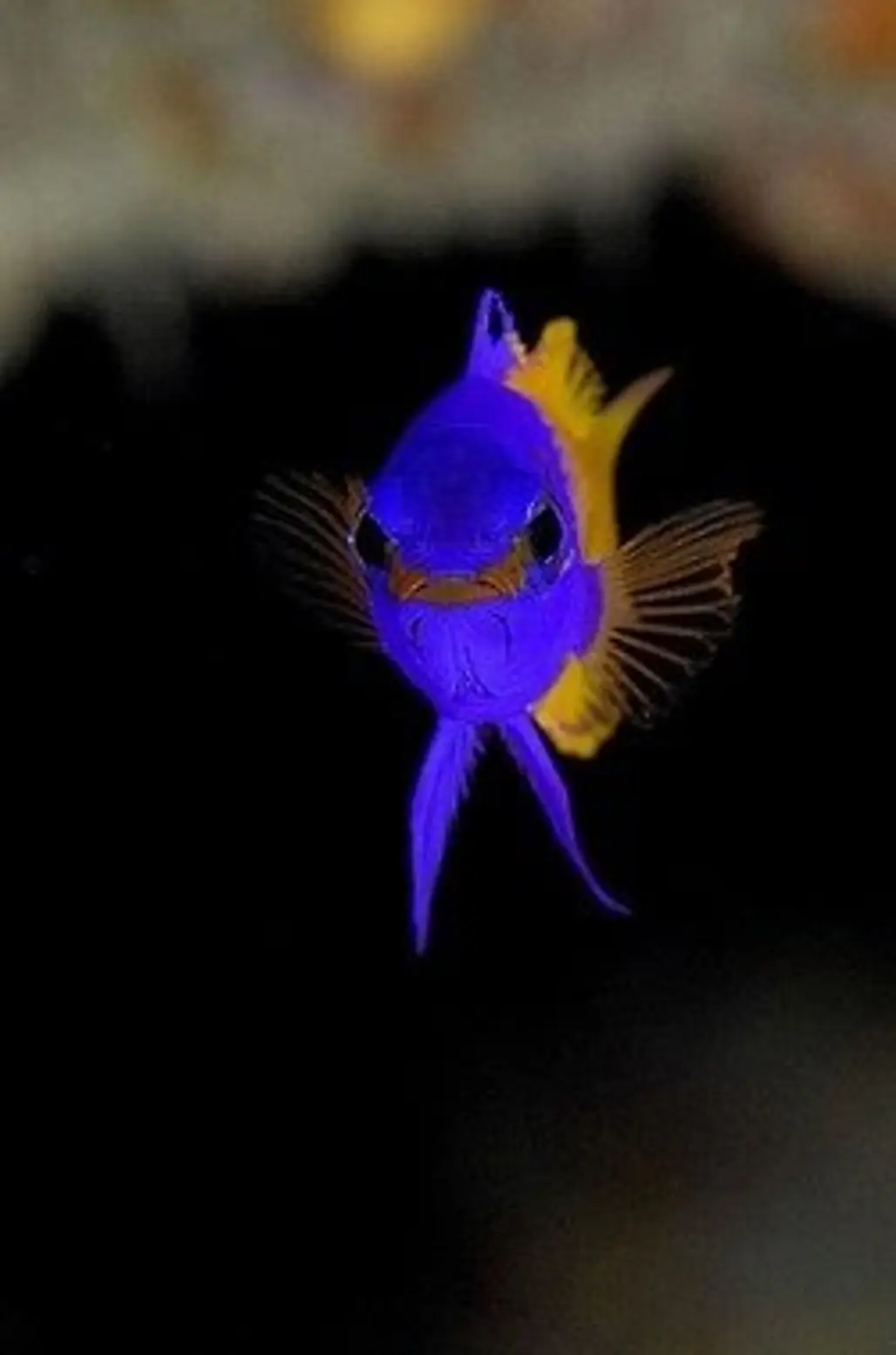 Pretty Little Fish