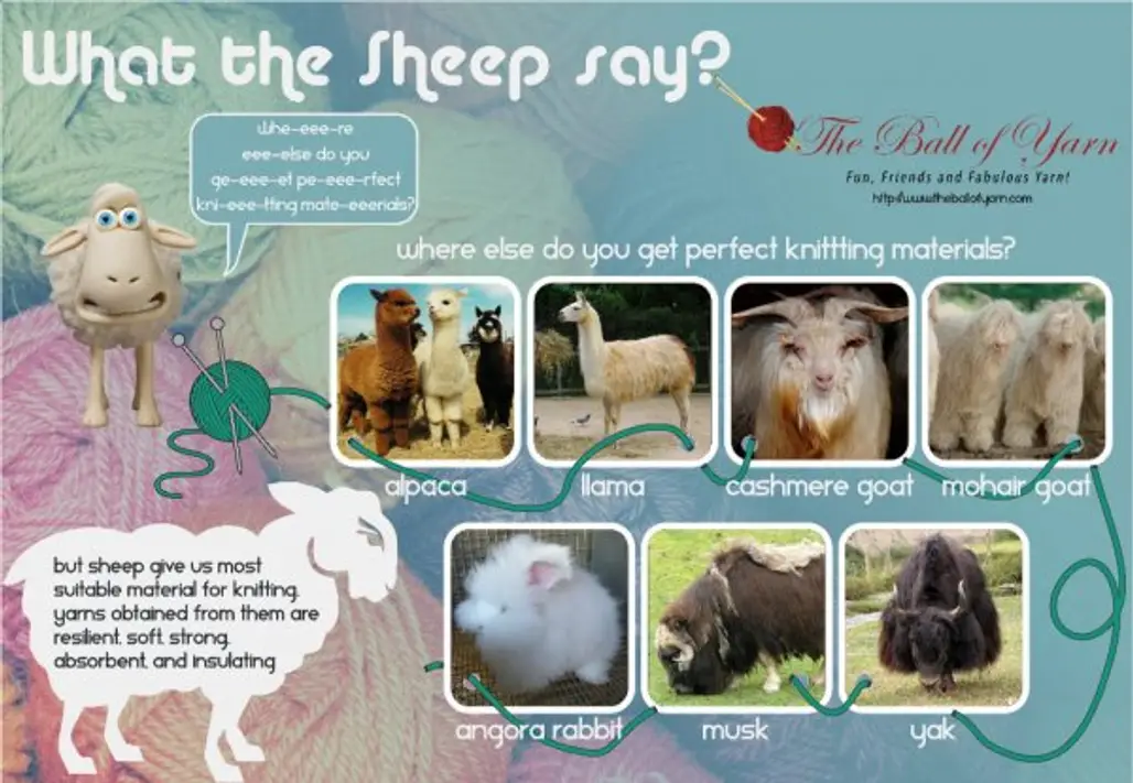 Alllllll the Different Type of Animals and Their Yarn