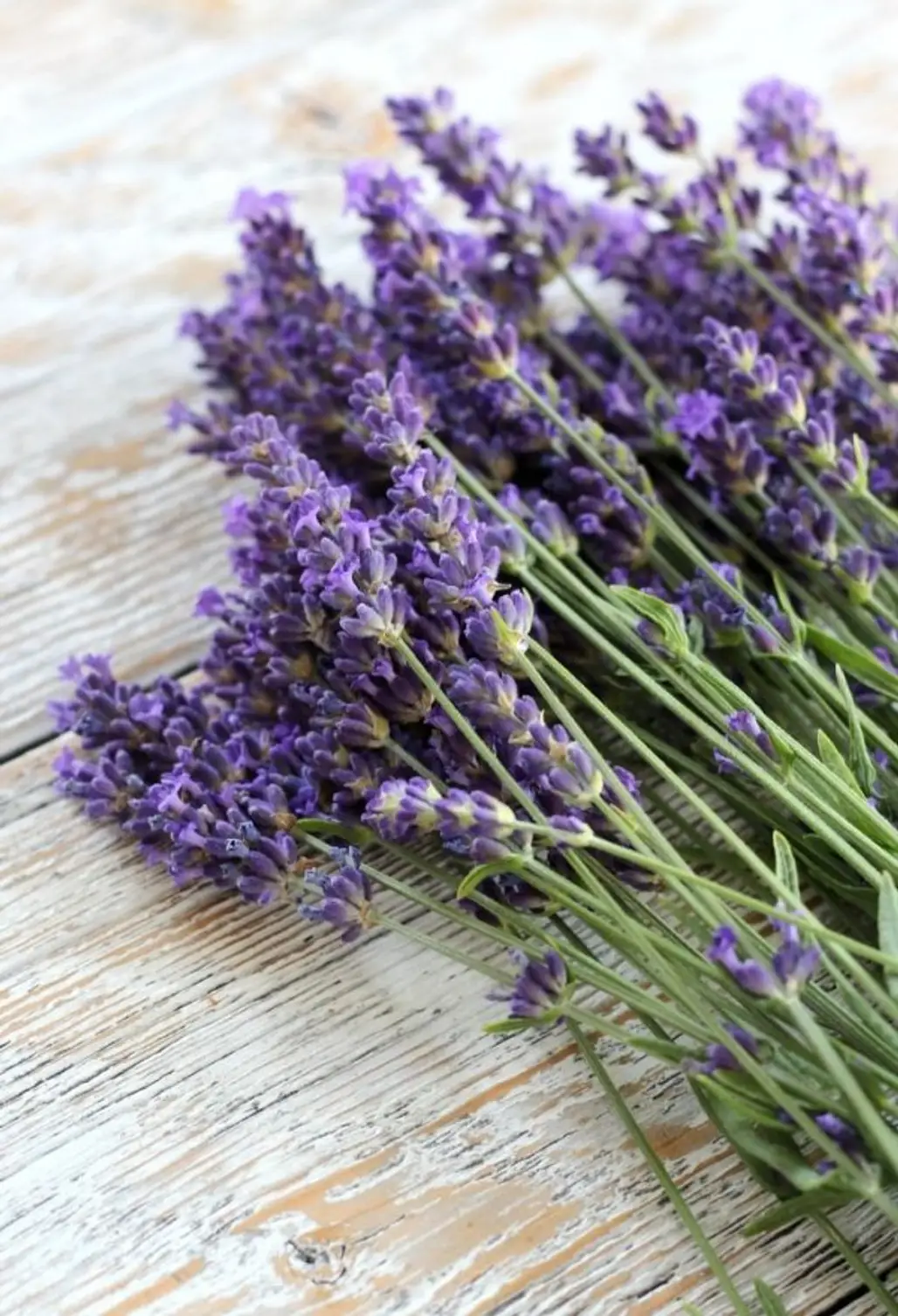 Lavender, Flower, English lavender, Purple, Lavender,