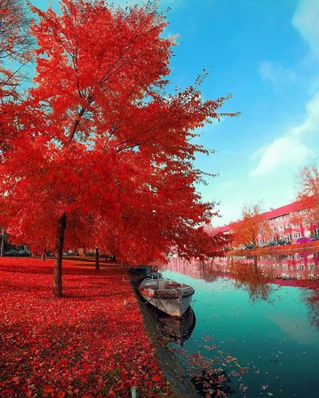 red, color, tree, autumn, reflection,