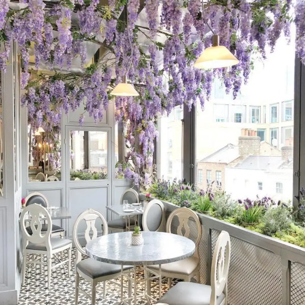 purple, interior design, wall, home, flower,