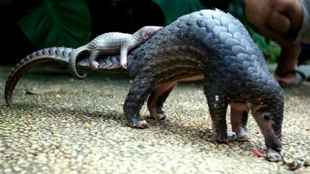 Pangolin Baby Sleeping on Mommy's Tail