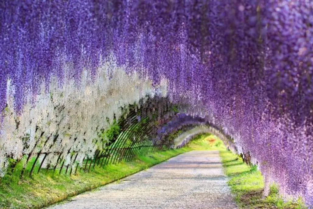 Wisteria Tunnel in Japan