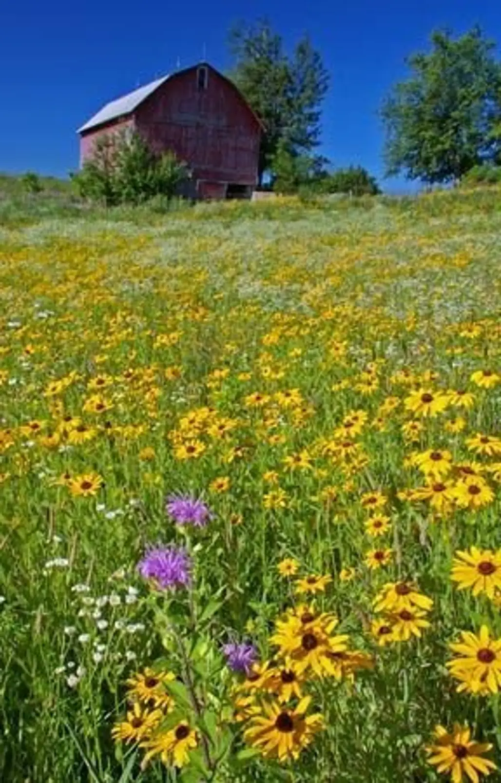 Indiana Meadow