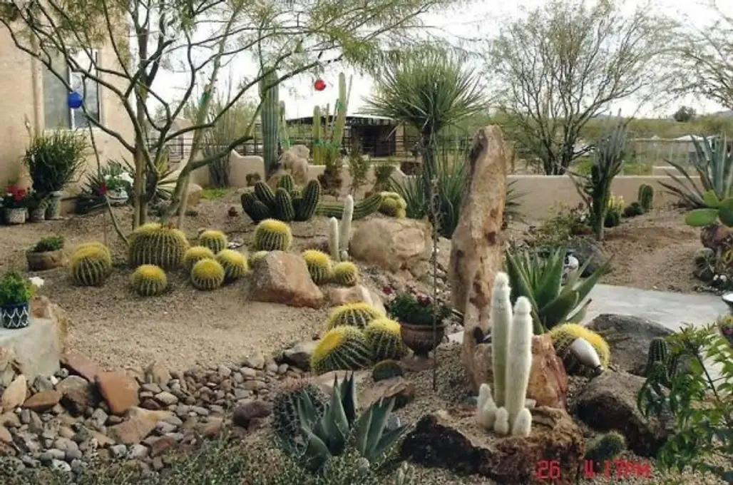 Desert Flower Garden