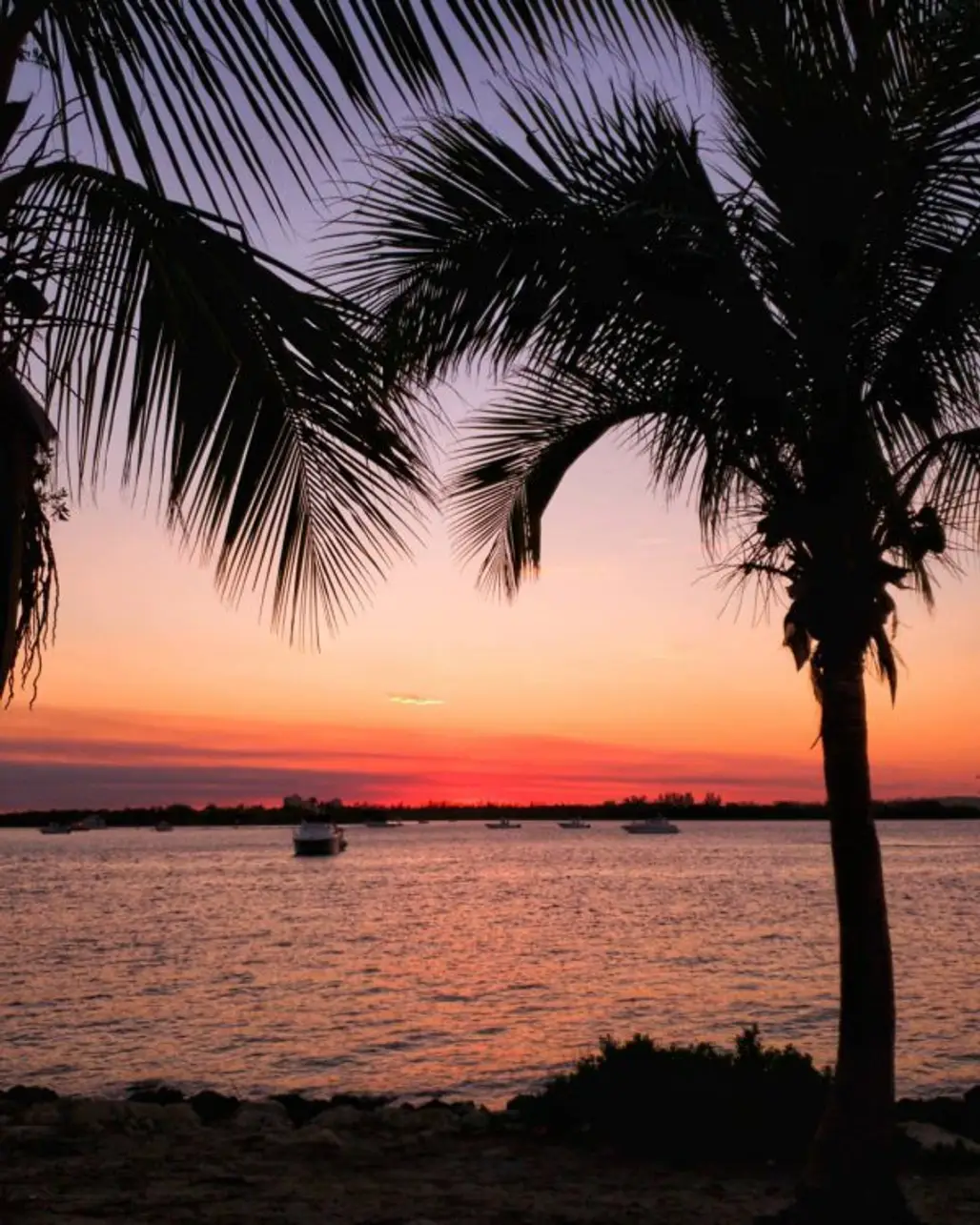 sky, sunset, sea, palm tree, arecales,