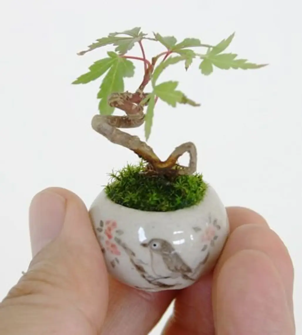 plant,bonsai,houseplant,produce,branch,