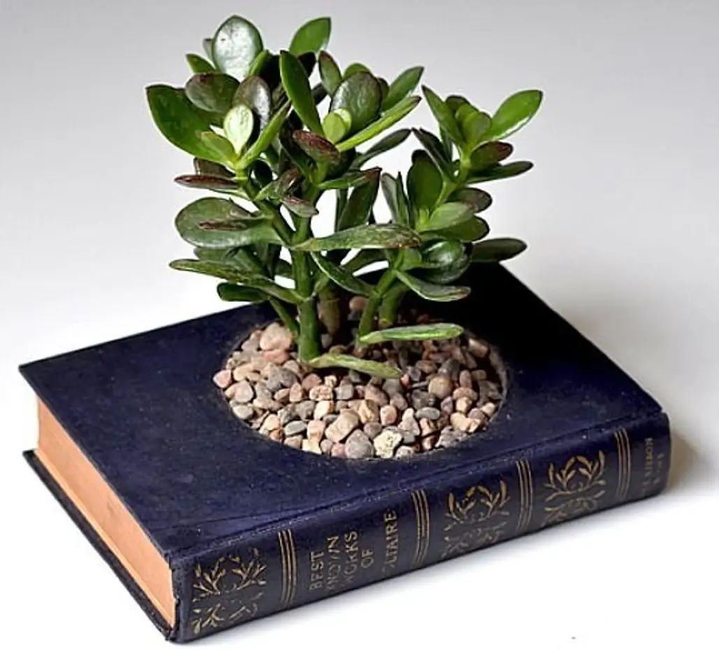 plant,bonsai,houseplant,flower,produce,