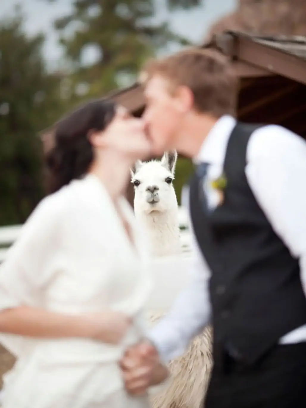 Llama Pronounces "You Are Now Man and Wife"