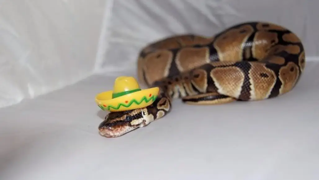 Snake Sombrero