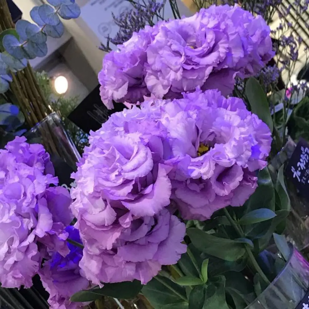 blue, flower, plant, purple, violet,