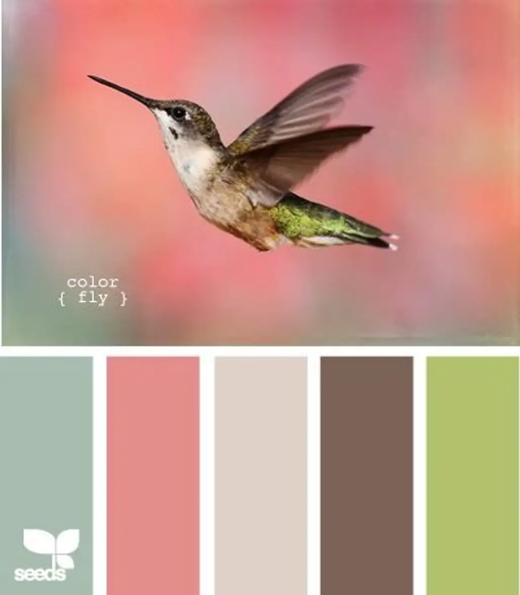 hummingbird,bird,vertebrate,fauna,pollinator,