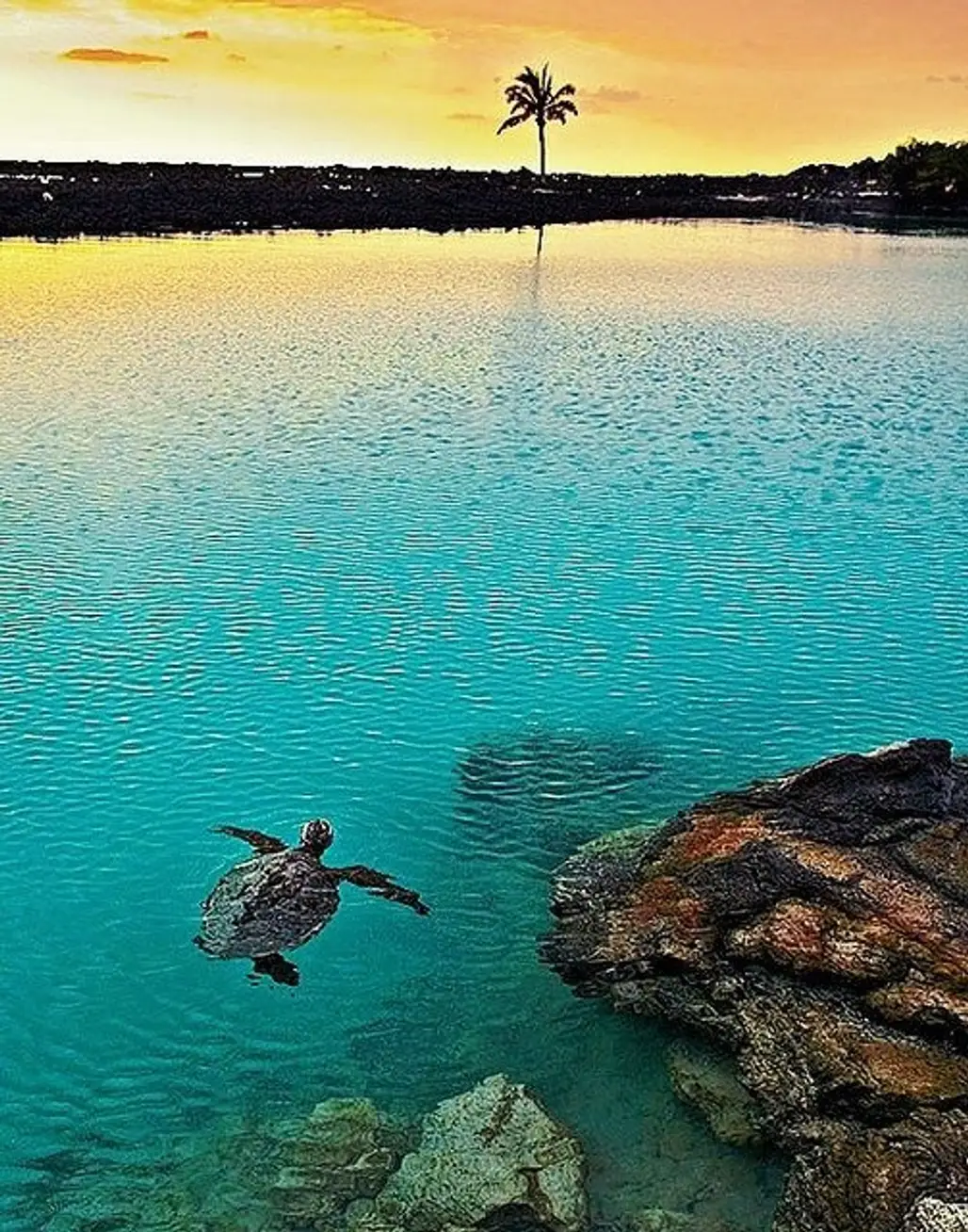 Turtle Swimming, Pu'u Wa'awa'a Ahupua'a, Kailua Kona, Hawaii
