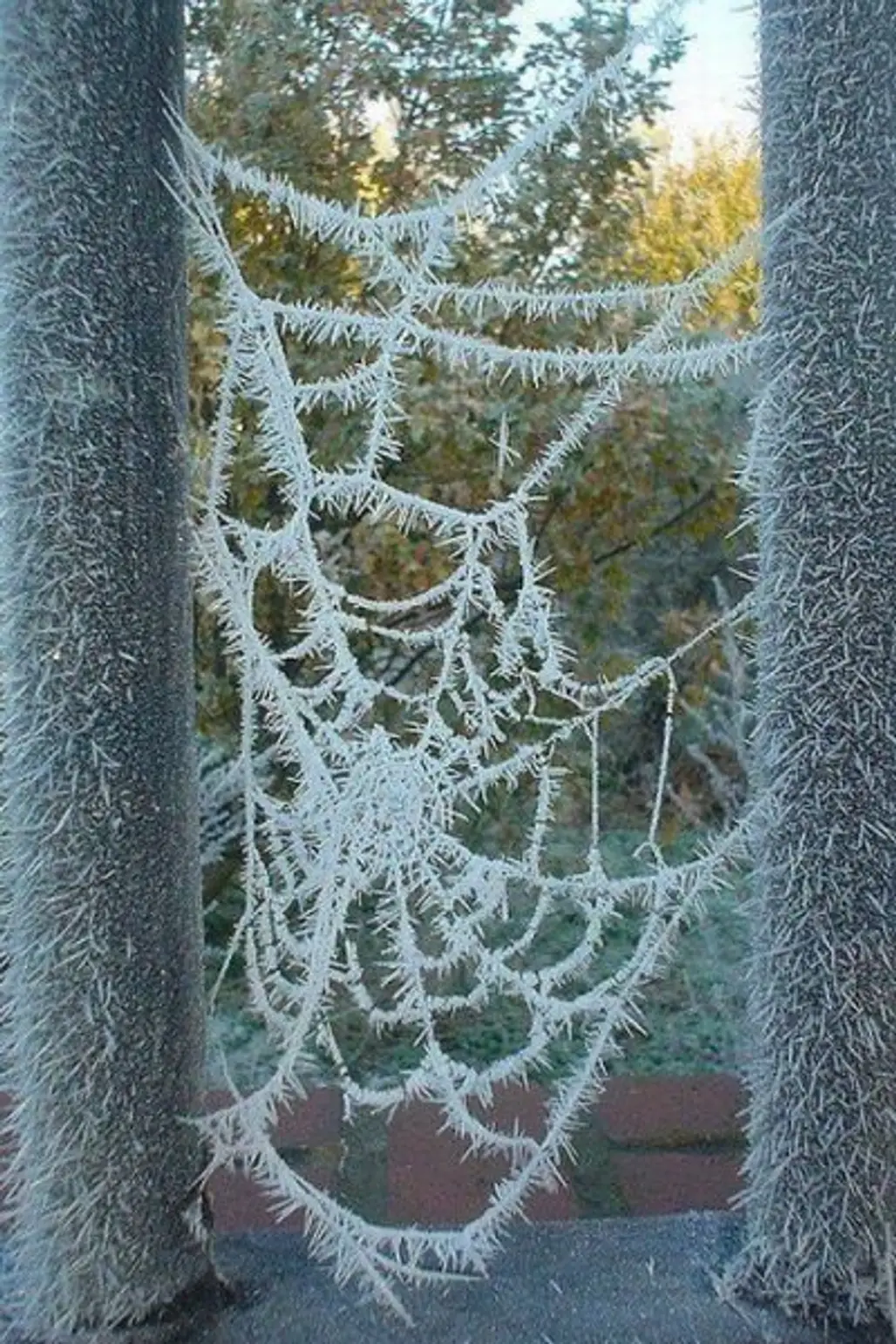 Nature's Embroidery