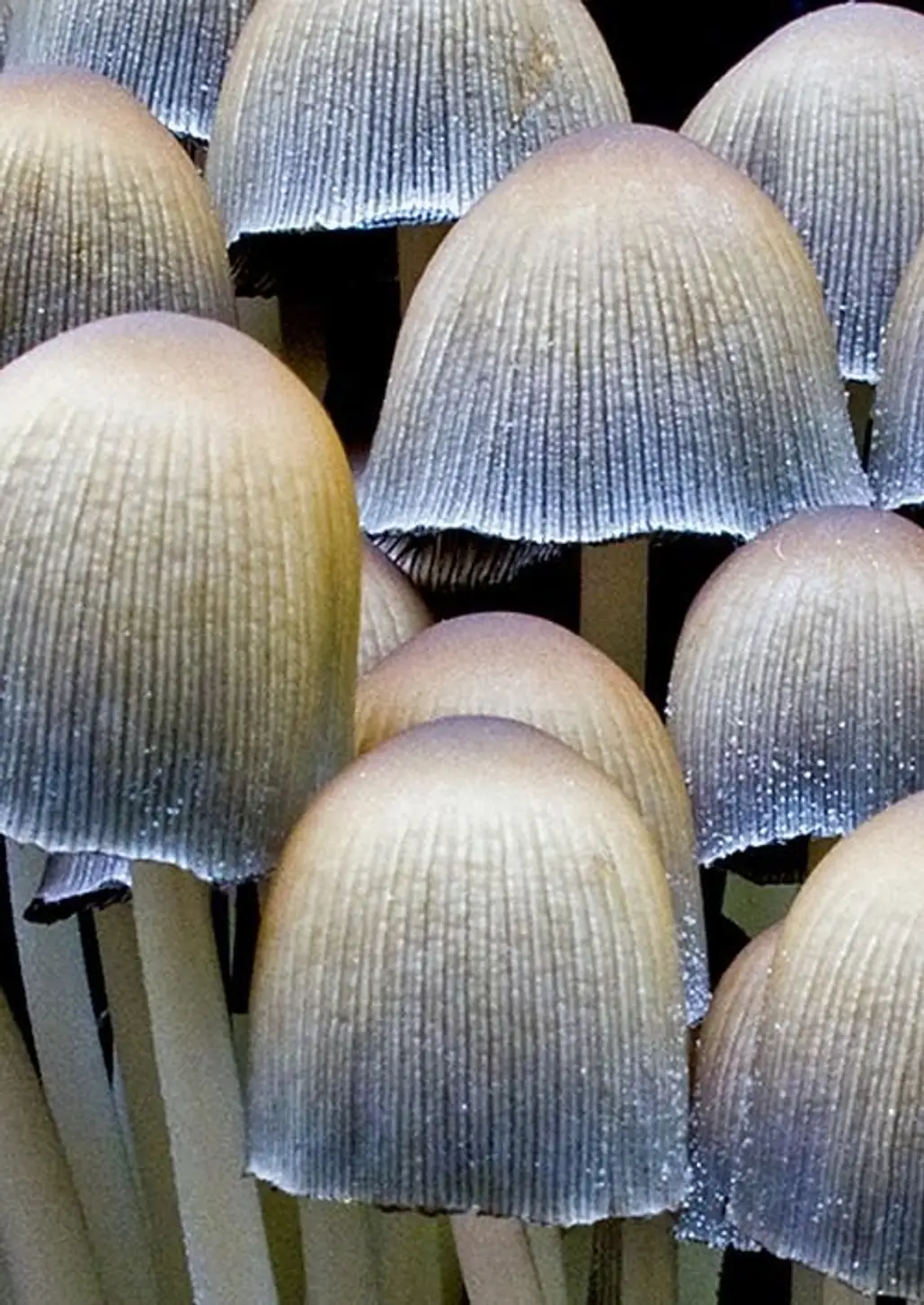 Silver Mushroom