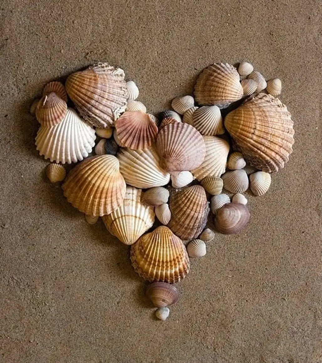 Shell Heart