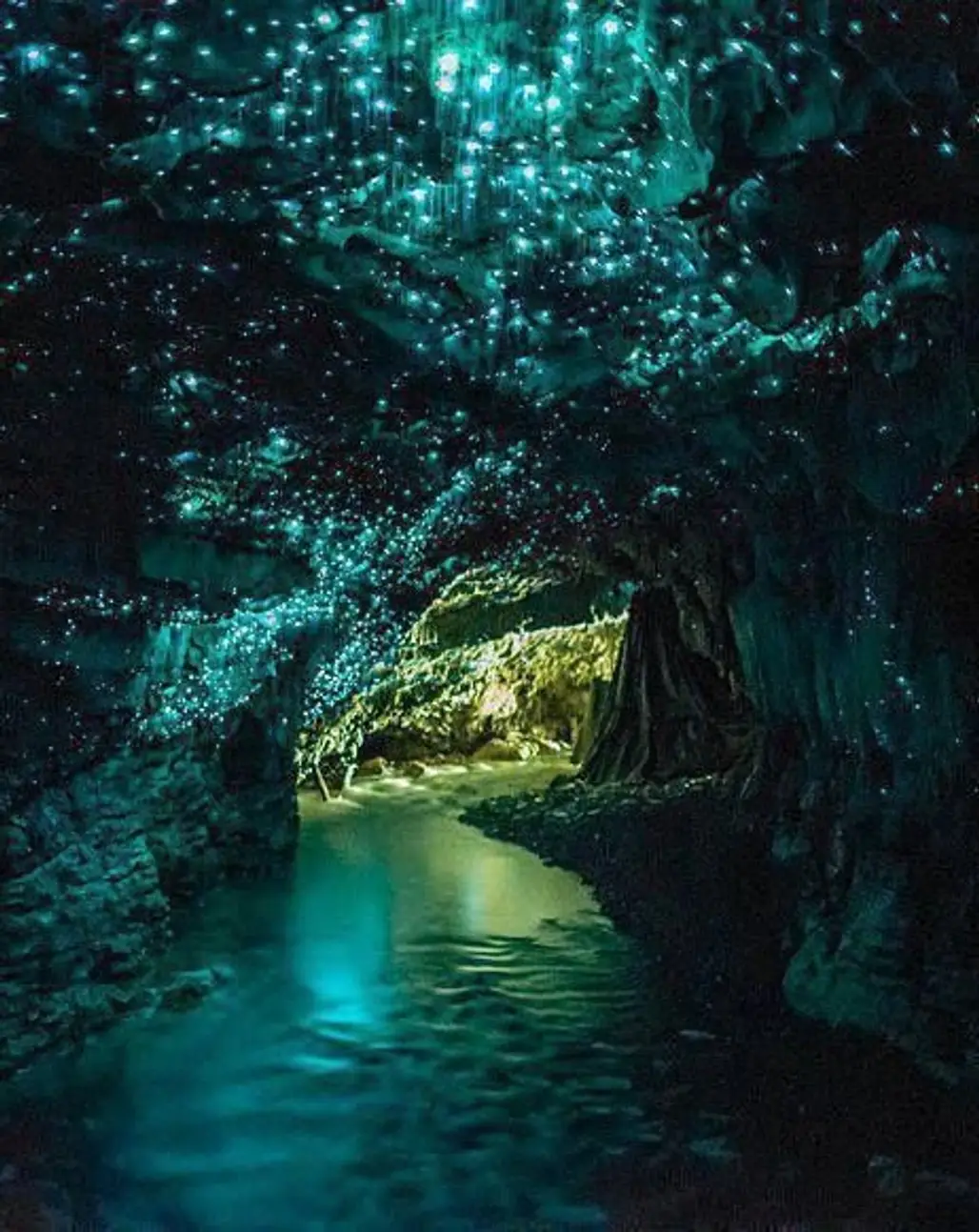 Waitomo Glow Worm Caves