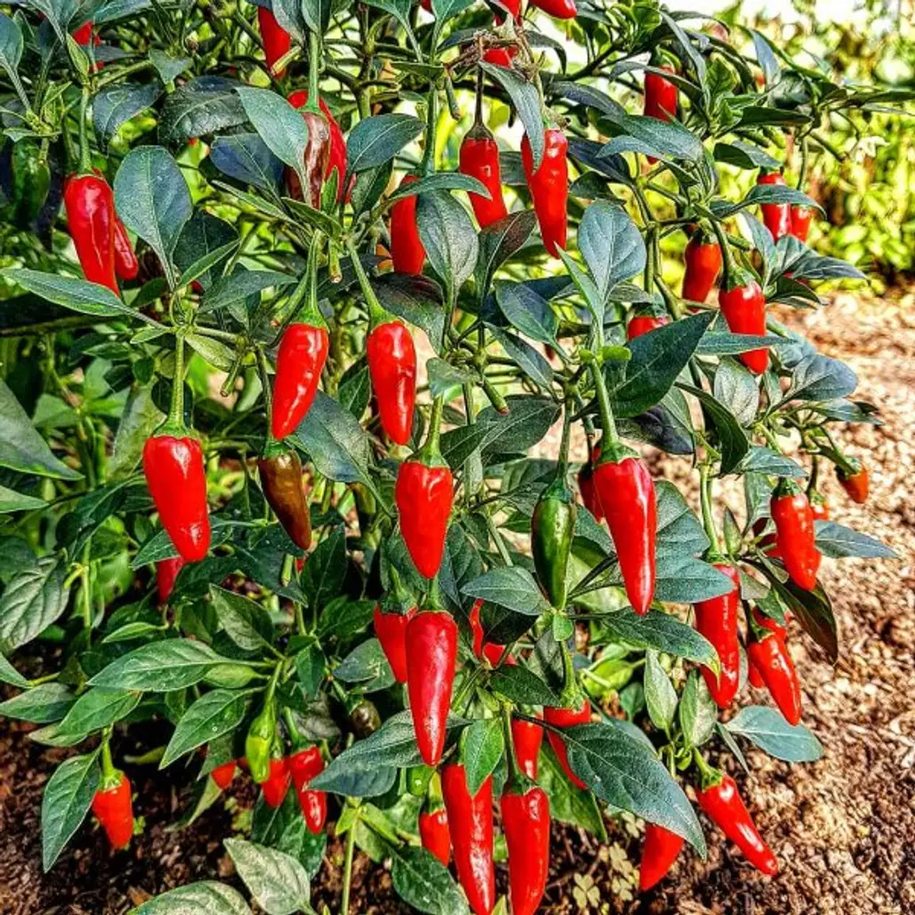 Bird's eye chili, Flowering plant, Chili pepper, Tabasco pepper, Malagueta pepper,