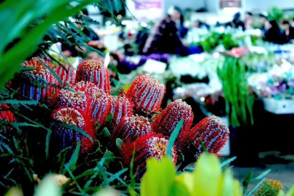 Flemington Flower Market, Sydney, Australia