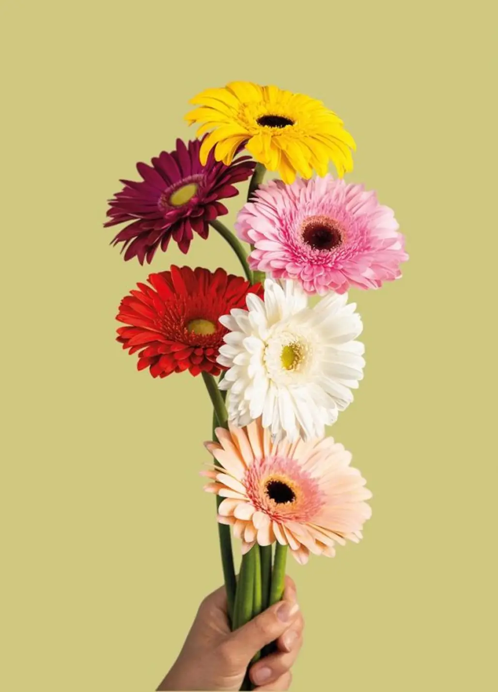 Flower, Flowering plant, barberton daisy, Flower Arranging, Gerbera,