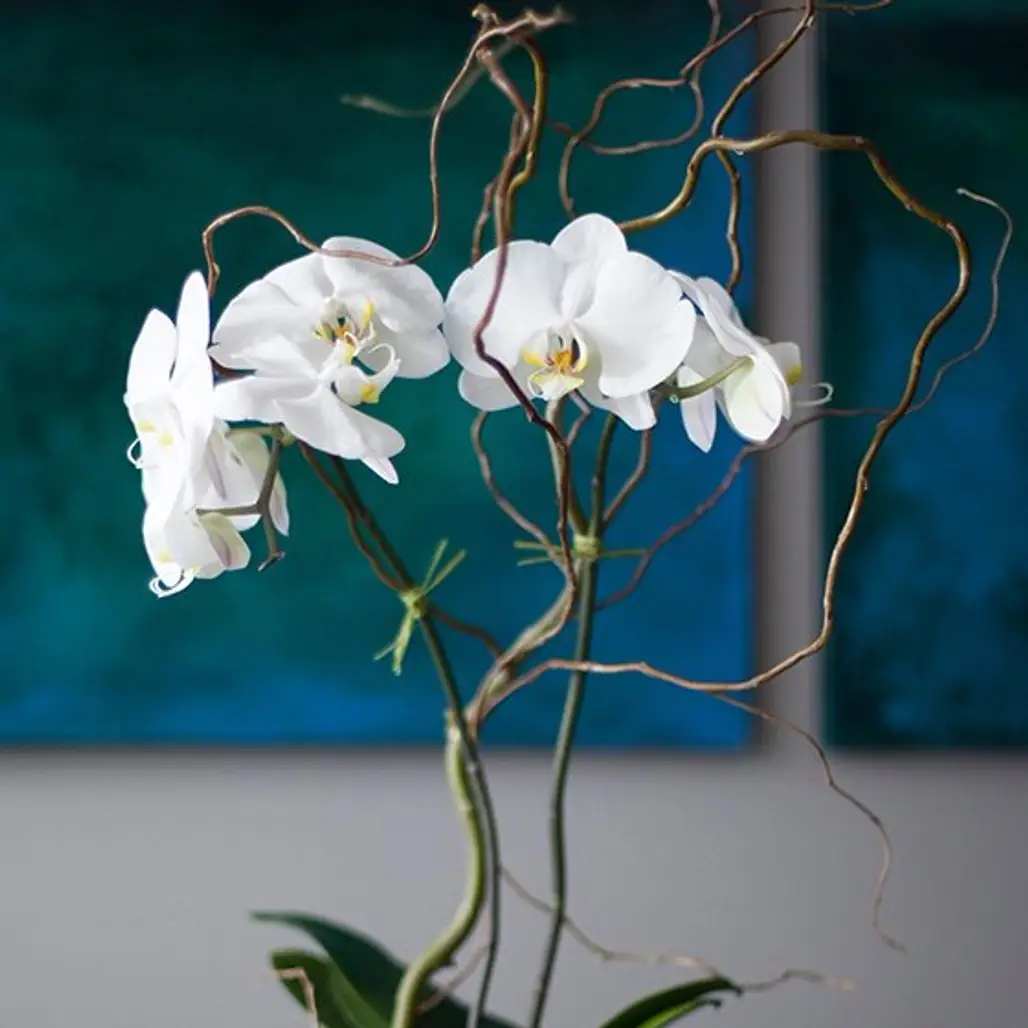 white, flower, still life photography, plant, flora,