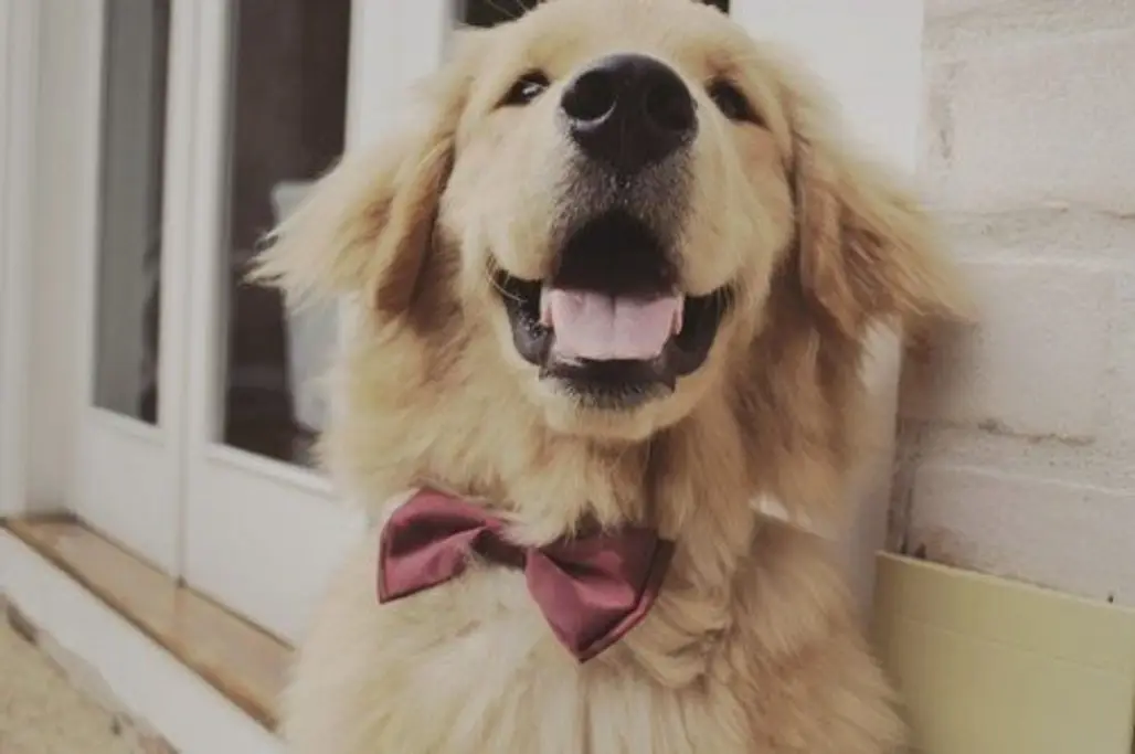 Bow Tie and a Smile