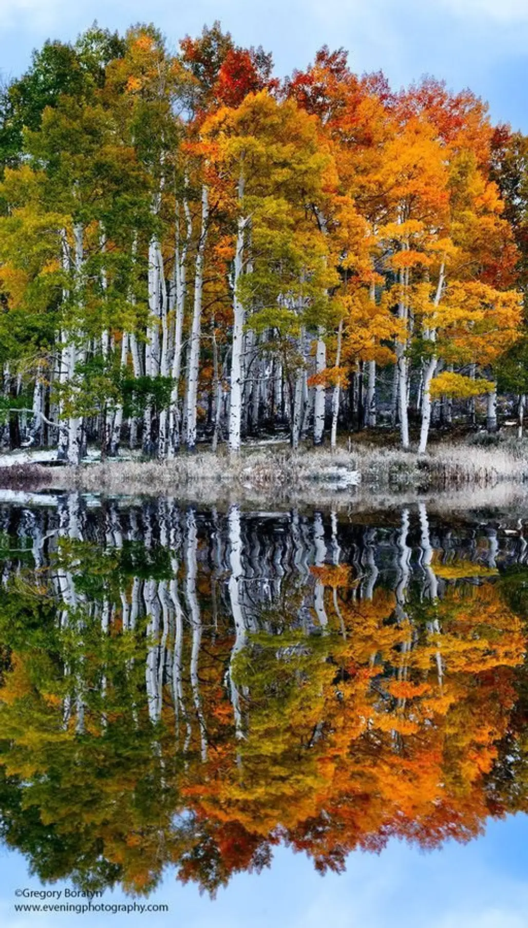 reflection,tree,wilderness,autumn,season,