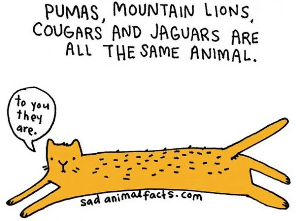 About Big Cats